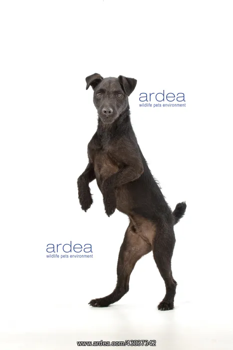 : DOG. Lakeland X Paterdale terrier dancing, on : DOG. Lakeland X Paterdale terrier dancing, on