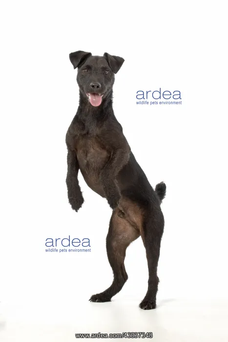 : DOG. Lakeland X Paterdale terrier dancing, on : DOG. Lakeland X Paterdale terrier dancing, on