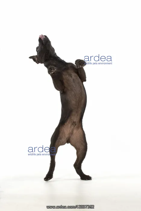 : DOG. Lakeland X Paterdale terrier dancing, on