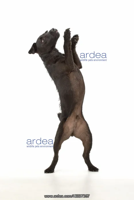 : DOG. Lakeland X Paterdale terrier dancing, on : DOG. Lakeland X Paterdale terrier dancing, on