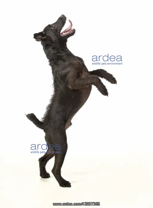 : DOG. Lakeland X Paterdale terrier dancing, on : DOG. Lakeland X Paterdale terrier dancing, on