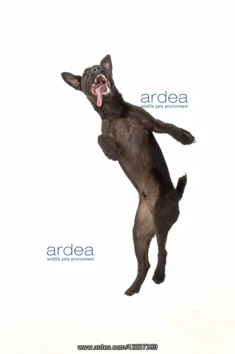: DOG. Lakeland X Paterdale terrier dancing, on : DOG. Lakeland X Paterdale terrier dancing, on