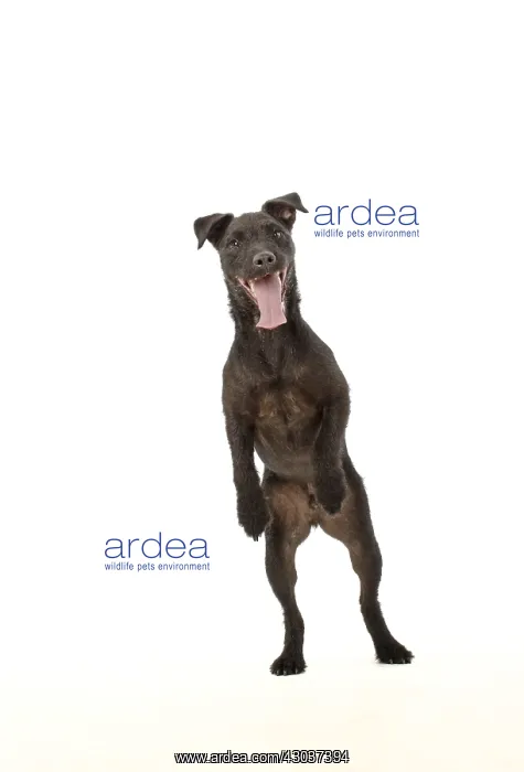 : DOG. Lakeland X Paterdale terrier dancing, on : DOG. Lakeland X Paterdale terrier dancing, on
