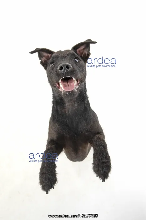  : DOG. Lakeland X Paterdale terrier dancing, on