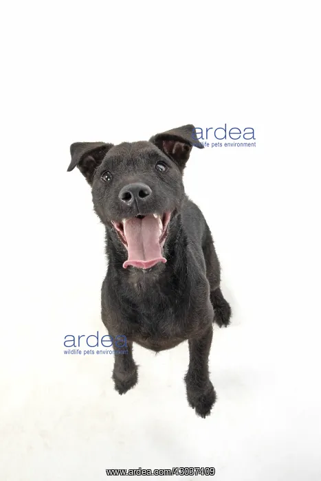 : DOG. Lakeland X Paterdale terrier dancing, on : DOG. Lakeland X Paterdale terrier dancing, on