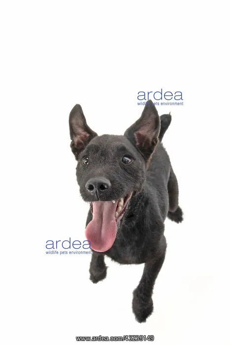 : DOG. Lakeland X Paterdale terrier dancing, on : DOG. Lakeland X Paterdale terrier dancing, on