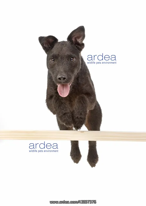 : DOG. Lakeland X Paterdale terrier jumping over a : DOG. Lakeland X Paterdale terrier jumping over a
