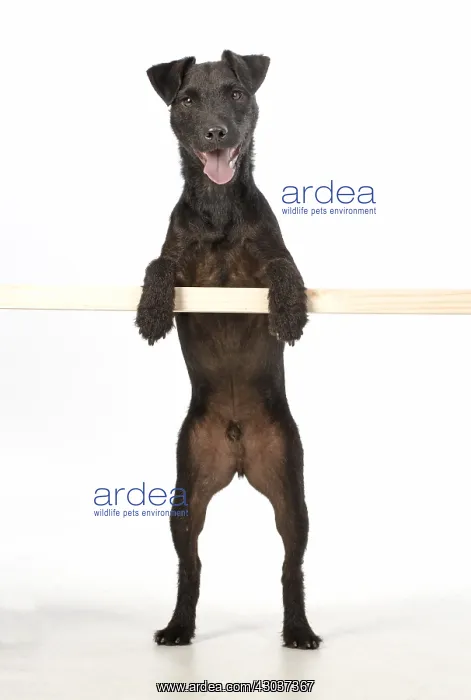: DOG. Lakeland X Paterdale terrier, paws over bar : DOG. Lakeland X Paterdale terrier, paws over bar