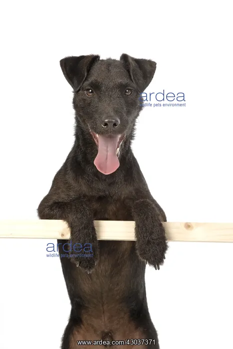 : DOG. Lakeland X Paterdale terrier, paws over bar : DOG. Lakeland X Paterdale terrier, paws over bar
