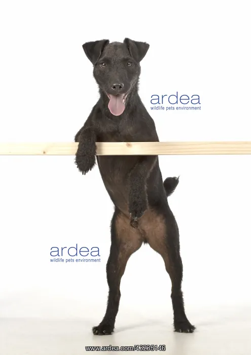 : DOG. Lakeland X Paterdale terrier, paws over bar : DOG. Lakeland X Paterdale terrier, paws over bar