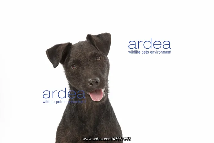 : DOG. Lakeland X Paterdale terrier, on white, studio : DOG. Lakeland X Paterdale terrier, on white, studio