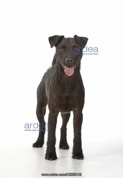 : DOG. Lakeland X Paterdale terrier, on white, studio : DOG. Lakeland X Paterdale terrier, on white, studio