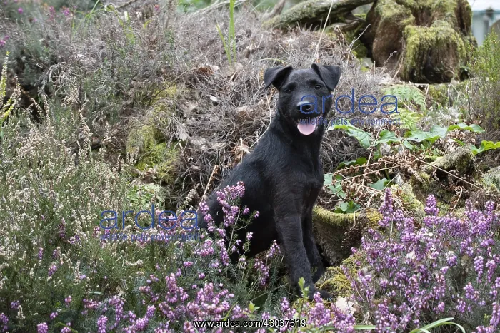 : DOG. Lakeland x Paterdale X terrier in heather : DOG. Lakeland x Paterdale X terrier in heather