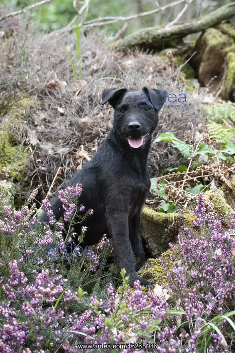 : DOG. Lakeland x Paterdale X terrier in heather : DOG. Lakeland x Paterdale X terrier in heather