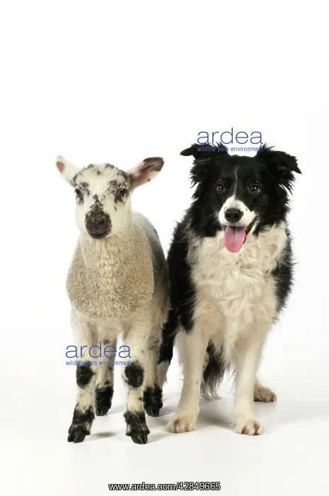 : DOG & LAMB. Border collie standing next to cross breed lamb : DOG & LAMB. Border collie standing next to cross breed lamb