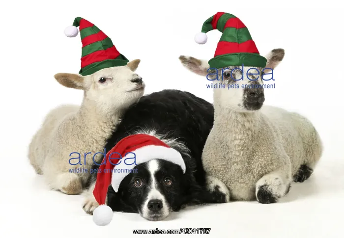 : DOG and LAMB, Border collie wearing Christmas : DOG and LAMB, Border collie wearing Christmas