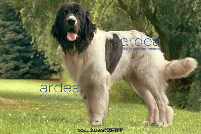  : Dog - Landseer