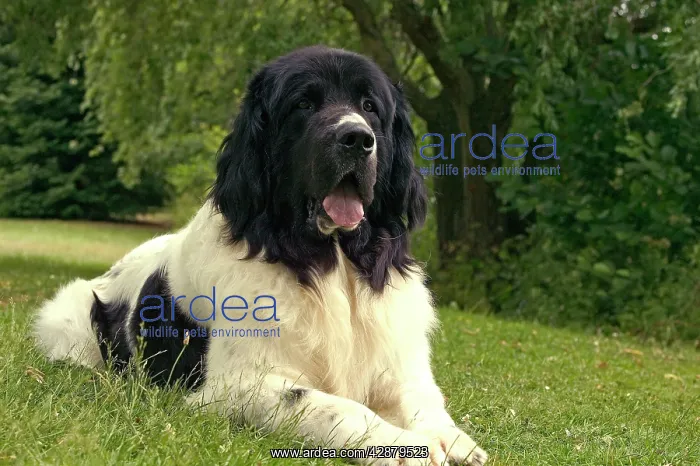  : Dog - Landseer
