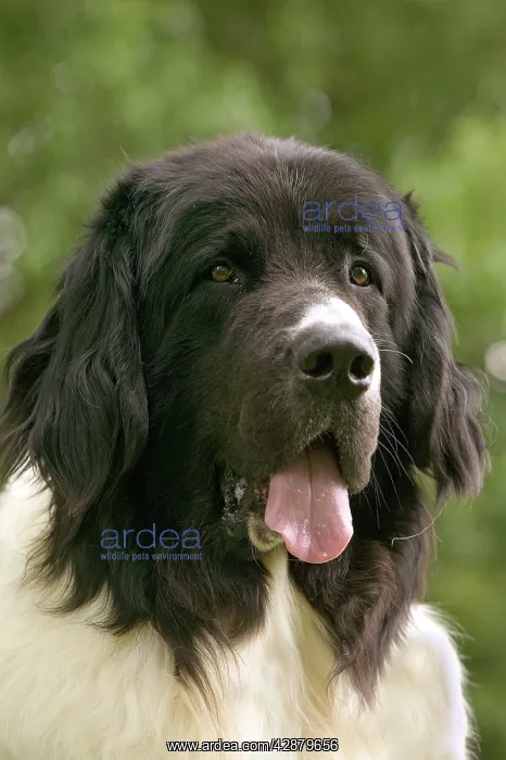 : Dog - Landseer : Dog - Landseer