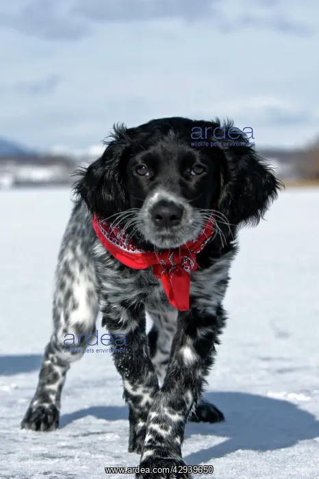 : Dog - Large Munsterlander puppy standing on frozen : Dog - Large Munsterlander puppy standing on frozen