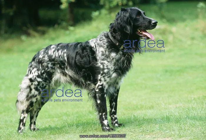 : DOG - Large Munsterlander, standing on lawn. Side profile : DOG - Large Munsterlander, standing on lawn. Side profile