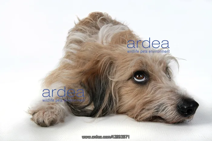 : DOG. laying, with eyes looking up. studio, white background : DOG. laying, with eyes looking up. studio, white background