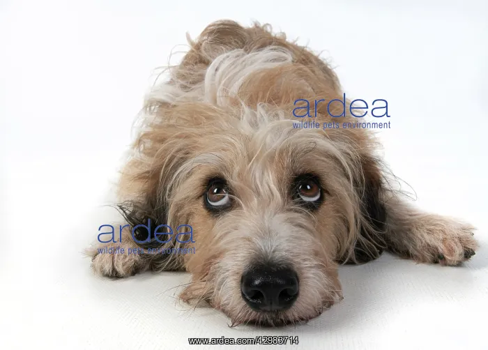 : DOG. laying, with eyes looking up. studio, white background : DOG. laying, with eyes looking up. studio, white background