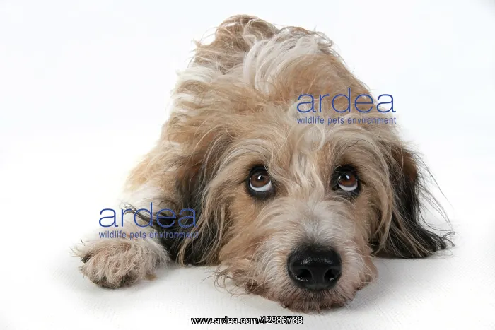 : DOG. laying, with eyes looking up. studio, white background : DOG. laying, with eyes looking up. studio, white background