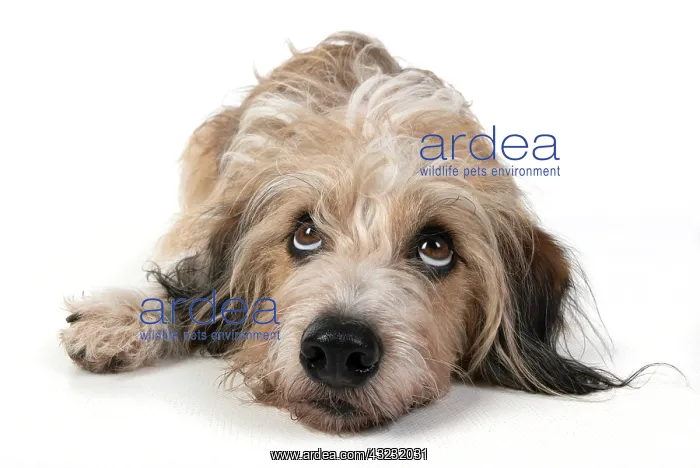 : DOG. laying, with eyes looking up. studio, white background : DOG. laying, with eyes looking up. studio, white background