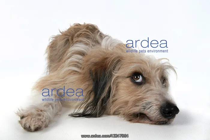 : DOG. laying, with eyes looking up. studio, white background : DOG. laying, with eyes looking up. studio, white background