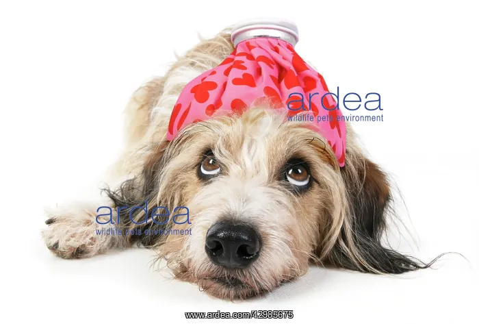 : DOG. laying, with eyes looking up. studio, looking : DOG. laying, with eyes looking up. studio, looking