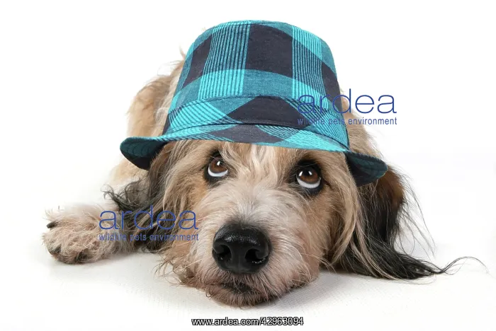 : DOG. laying, with eyes looking up wearing blue checked hat : DOG. laying, with eyes looking up wearing blue checked hat