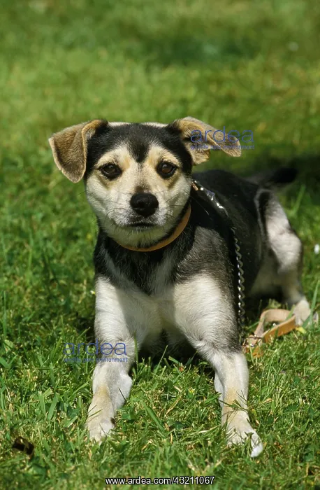 : Dog laying on Grass : Dog laying on Grass