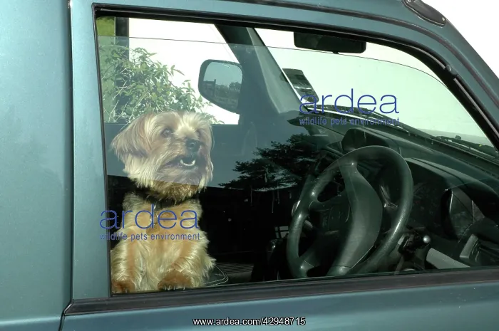  : Dog left in car with window open for ventilation