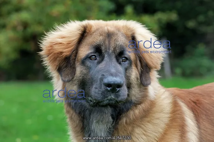  : Dog - Leonberger