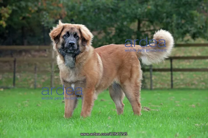  : Dog - Leonberger