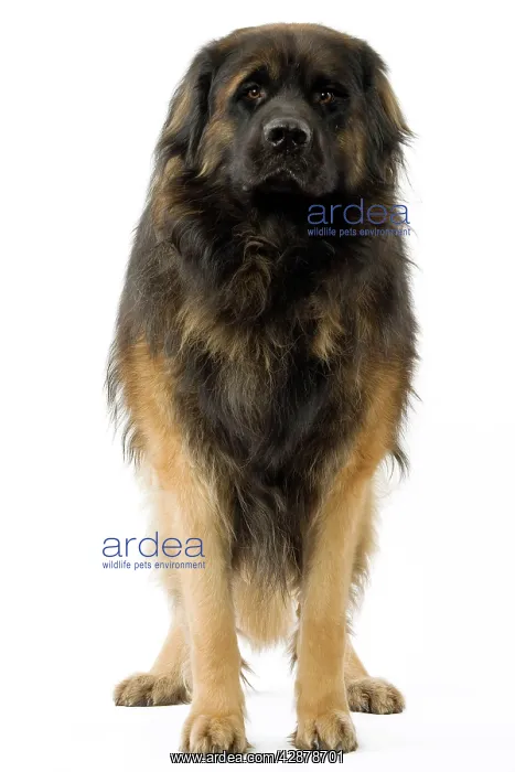  : Dog - Leonberger