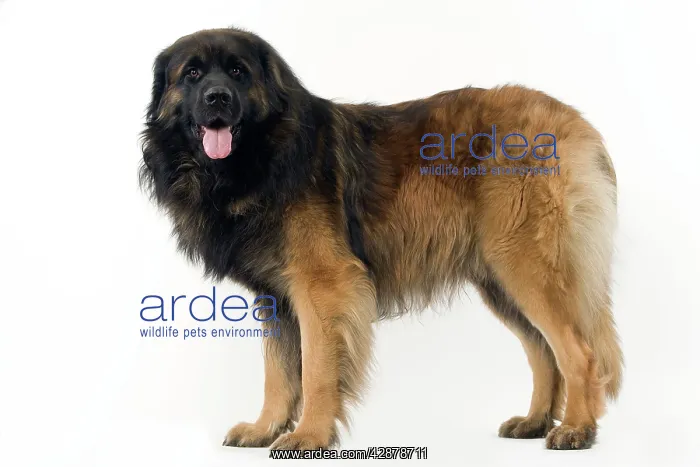  : Dog - Leonberger