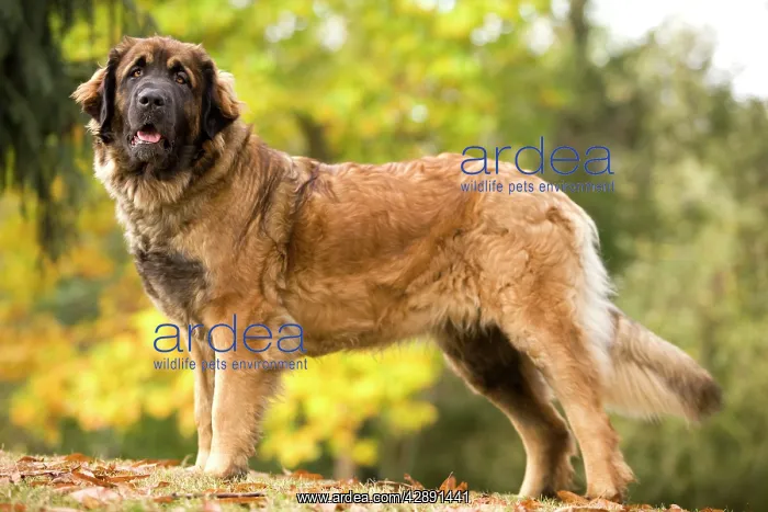  : Dog - Leonberger