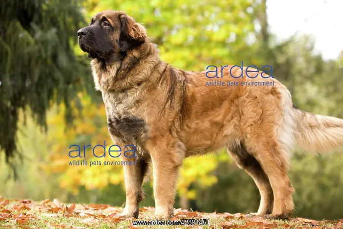  : Dog - Leonberger