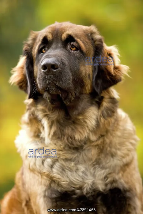  : Dog - Leonberger
