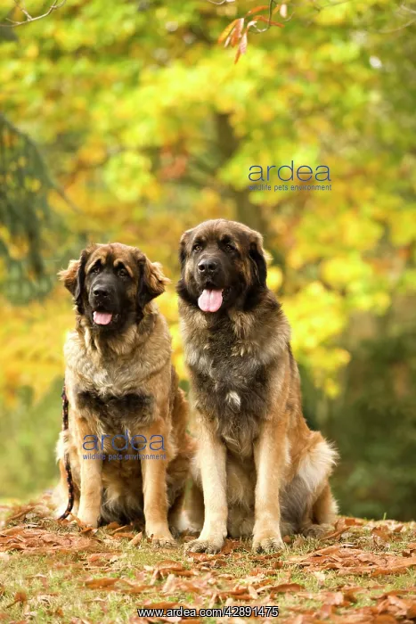 : Dog - Leonberger : Dog - Leonberger