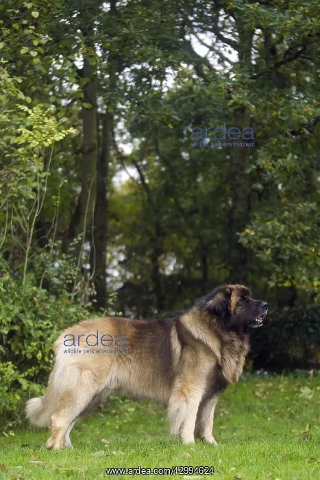  : Dog - Leonberger