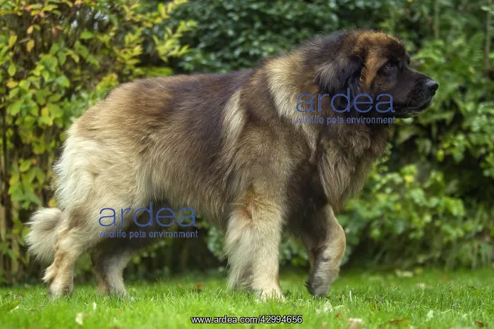  : Dog - Leonberger