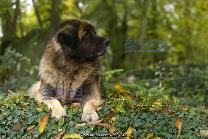  : Dog - Leonberger