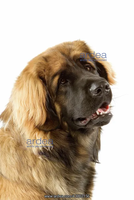 : Dog - Leonberger : Dog - Leonberger
