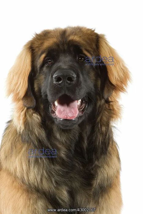  : Dog - Leonberger