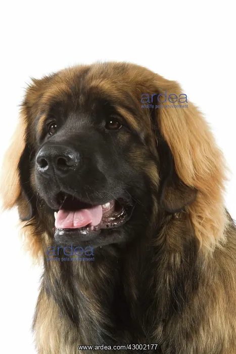  : Dog - Leonberger