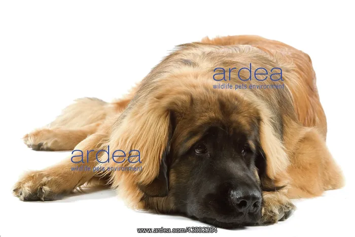 : Dog - Leonberger : Dog - Leonberger