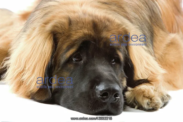  : Dog - Leonberger